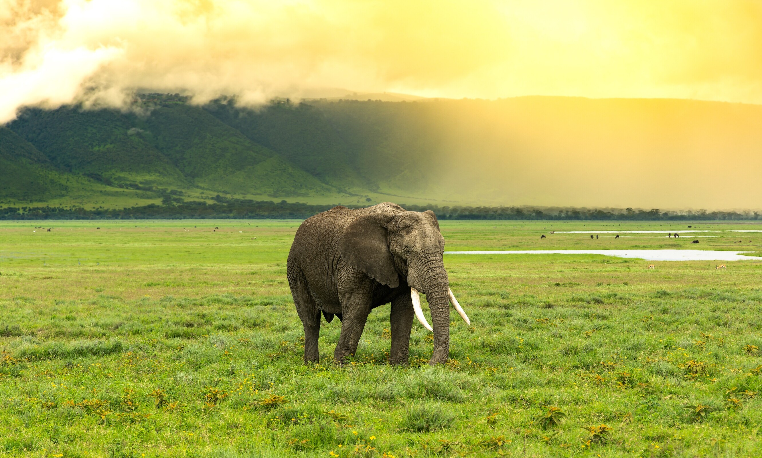 search safaris in Botswana