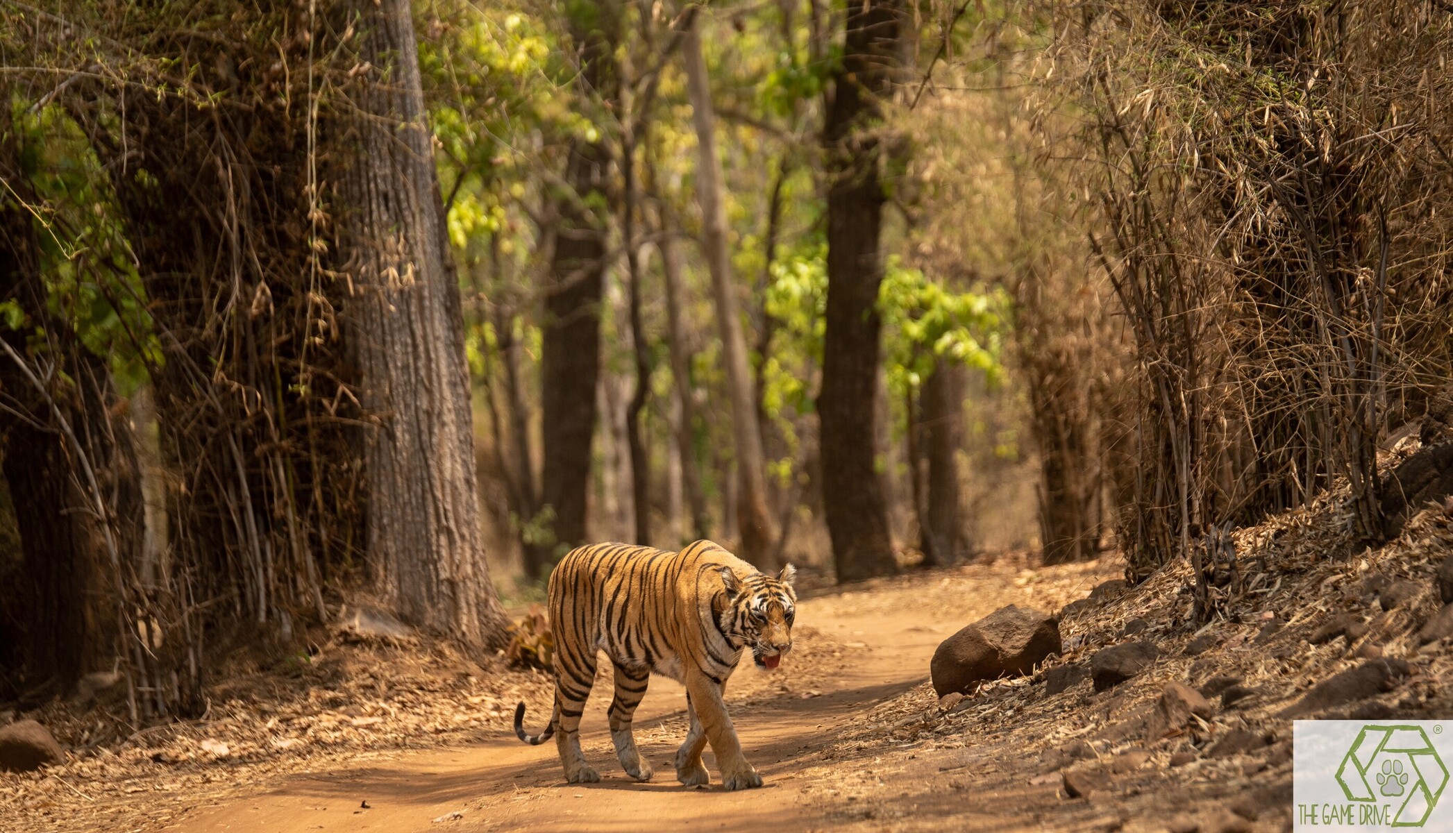 search safaris in India