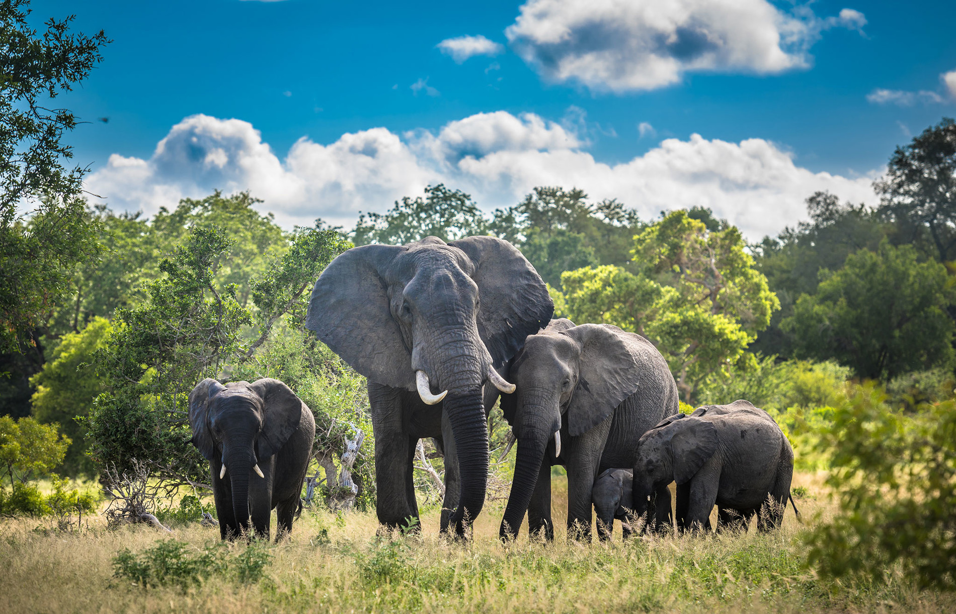 search safaris in South Africa