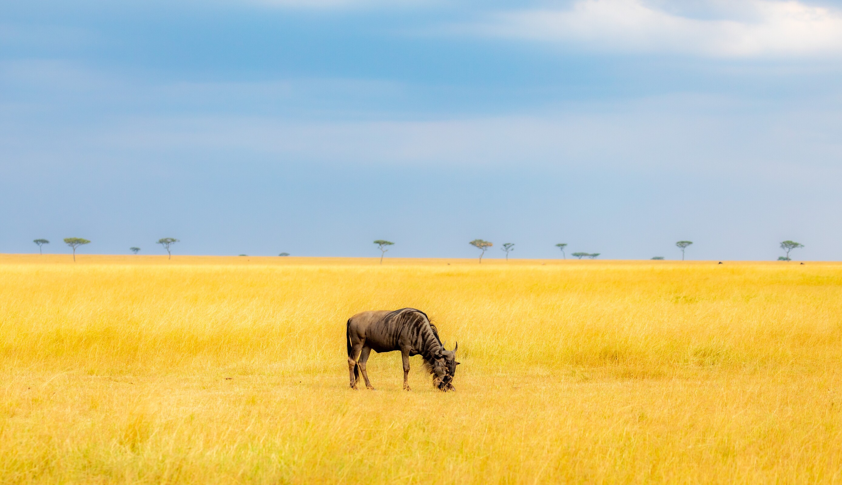 search safaris in Tanzania