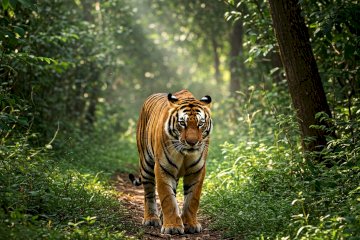 Wildlife Safaris in India: Crafting Your Perfect Adventure in the Land of Tigers and More