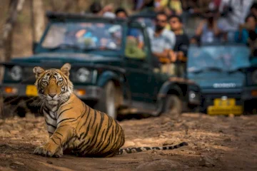 Unleash the Wild: Your Ultimate Guide to an Unforgettable Tadoba Jungle Safari Adventure
