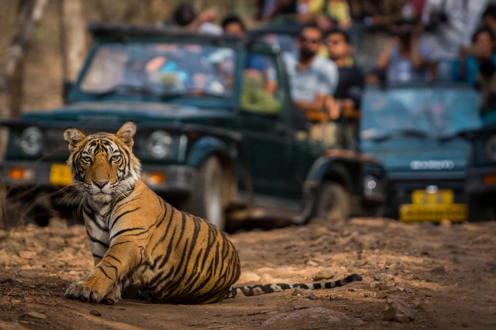 Unleash the Wild: Your Ultimate Guide to an Unforgettable Tadoba Jungle Safari Adventure
