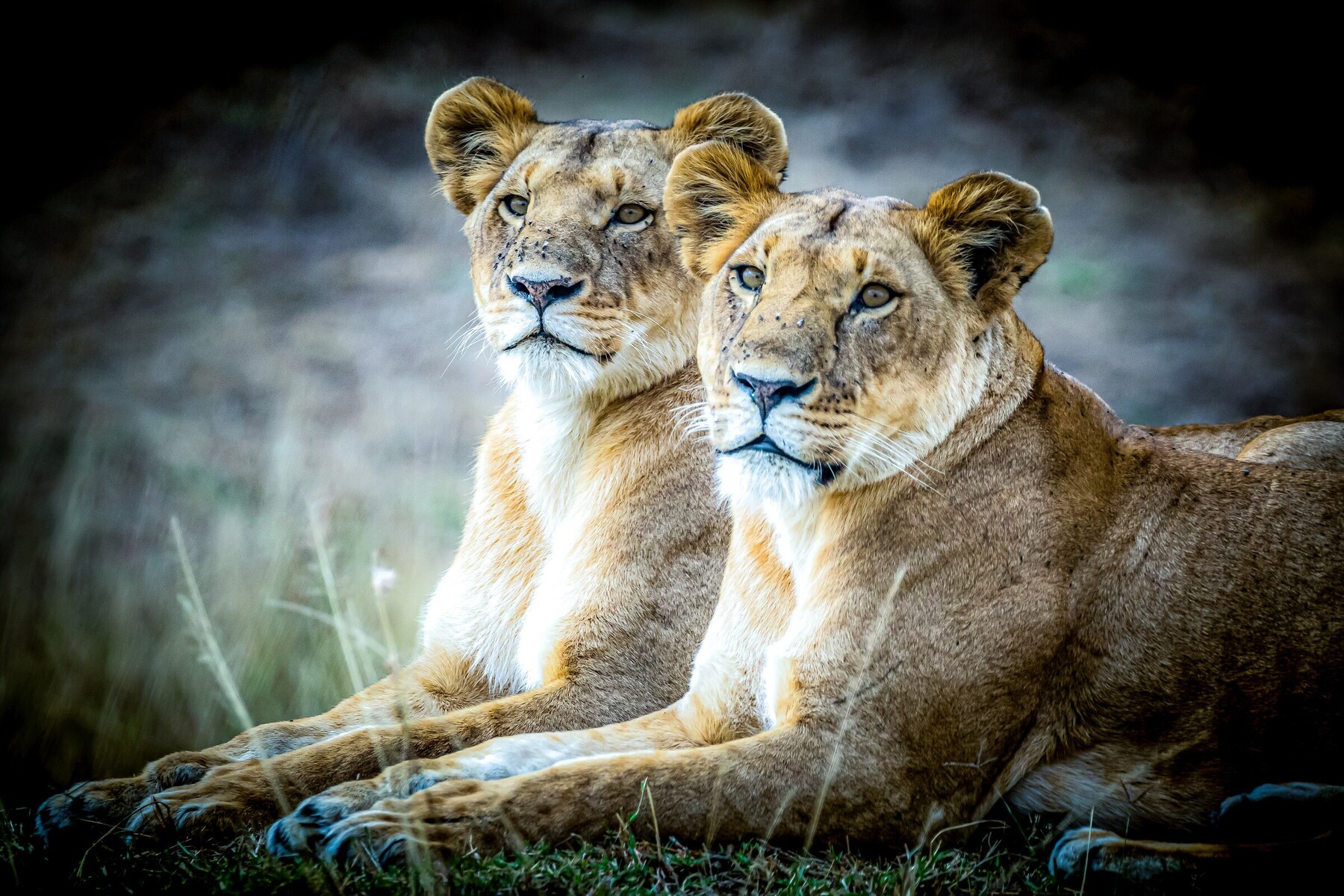 image_processing20211013-10-1lnrd19