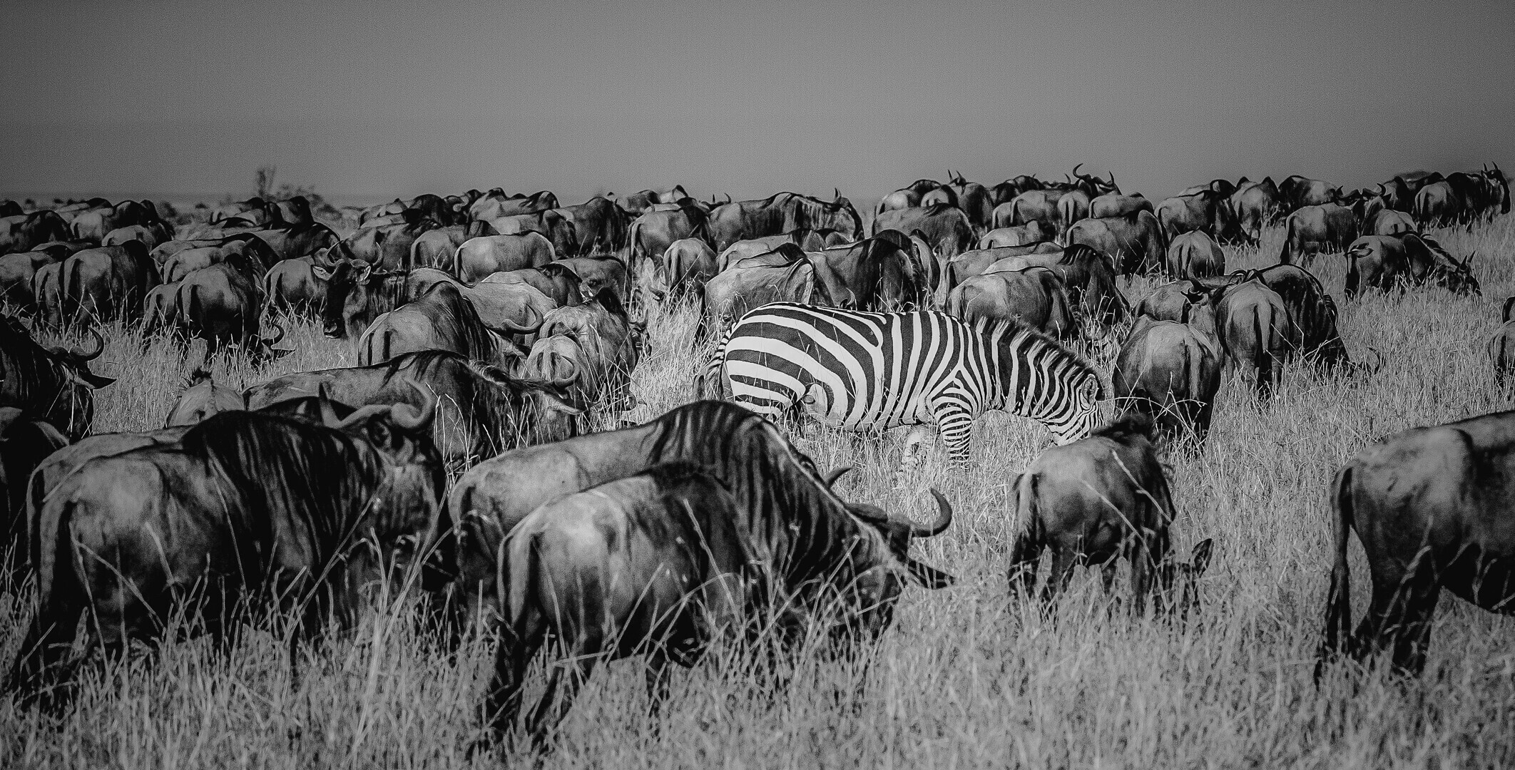 image_processing20211013-10-m9cl2c