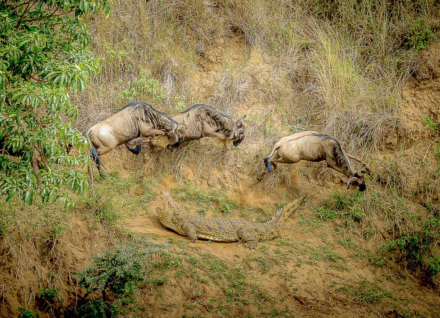 image_processing20211013-10-ry1u1p