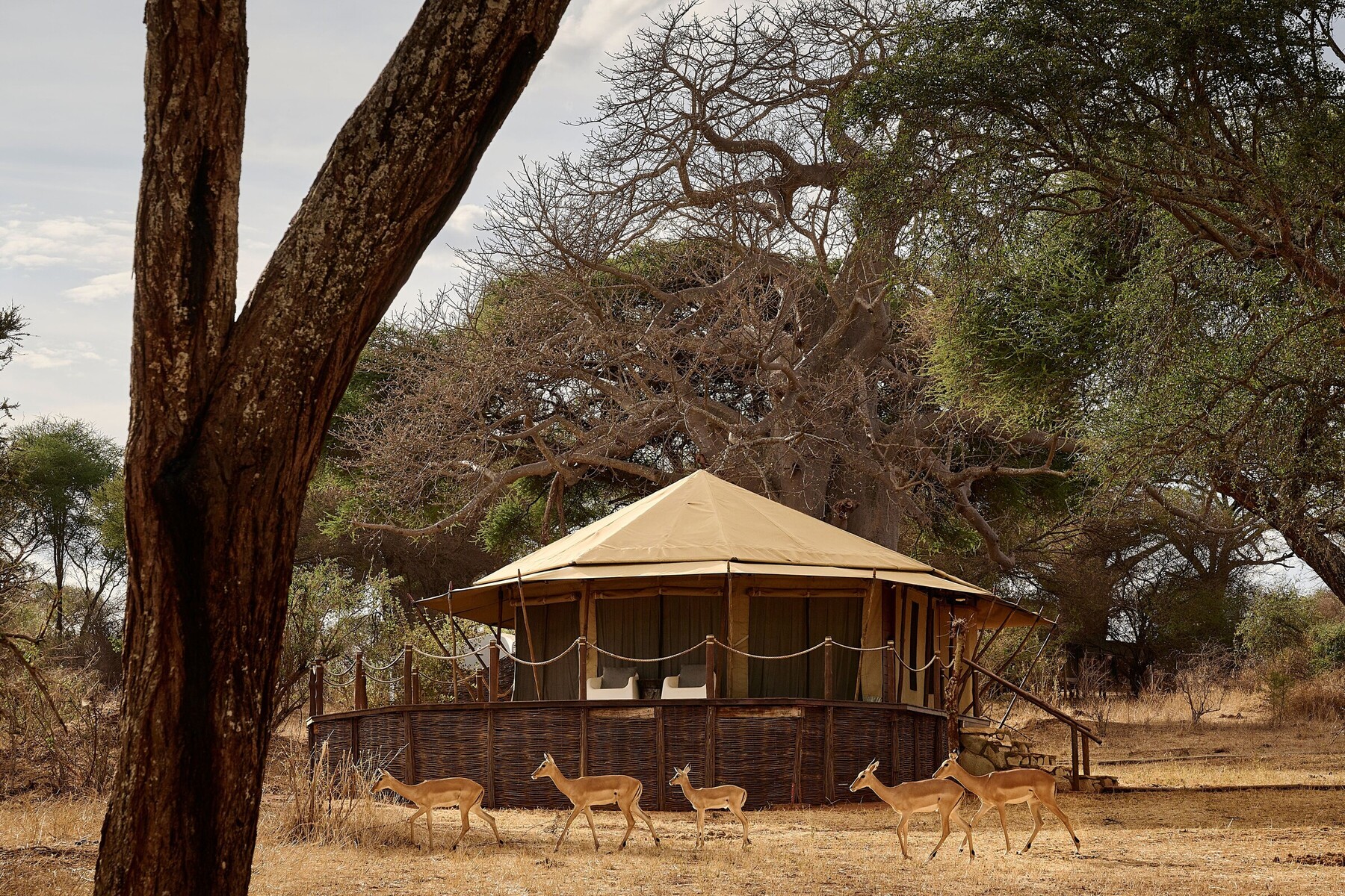 Sanctuary Swala
