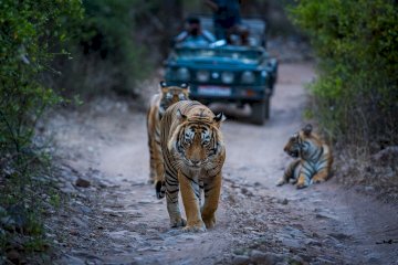 Kippling Country-Pench