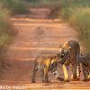 Tadoba: The Perfect Season Opener for Your Safari Year