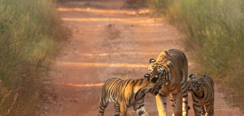 Tadoba: The Perfect Season Opener for Your Safari Year