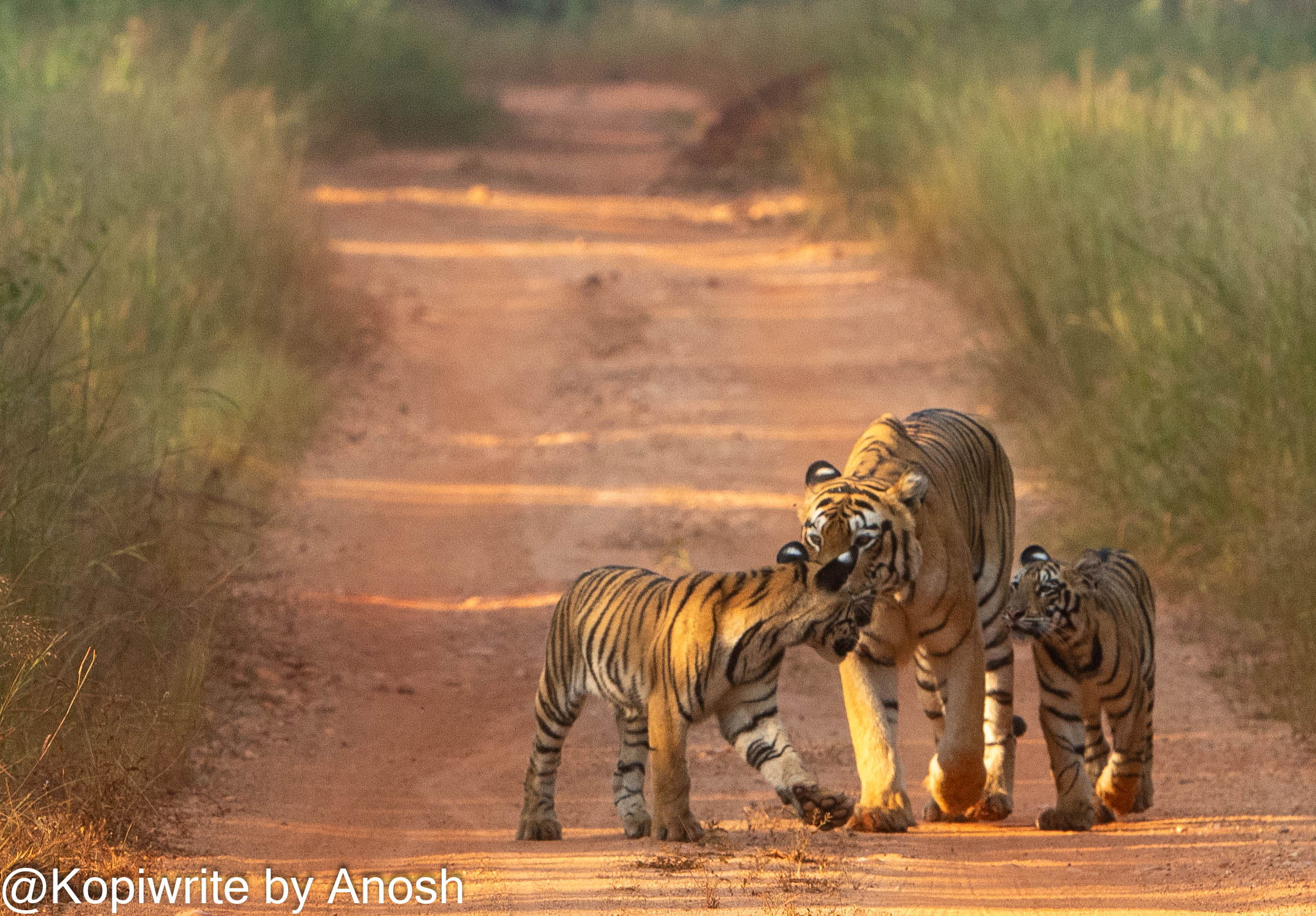 Tadoba: The Perfect Season Opener for Your Safari Year