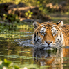 The Meadows at First Light: A Private Safari in Kanha