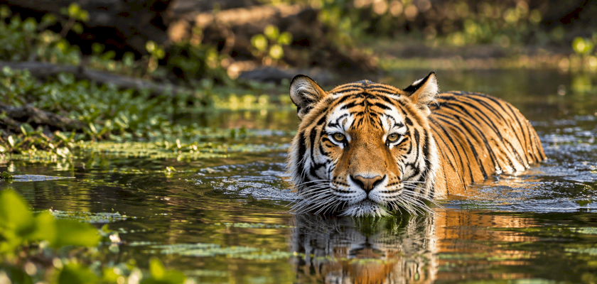 The Meadows at First Light: A Private Safari in Kanha